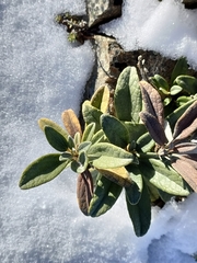 Brachyglottis revoluta