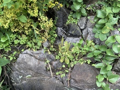 Arabis stelleri