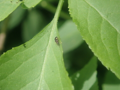Anthocoris