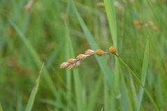 Carex scoparia