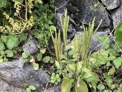 Arabis stelleri