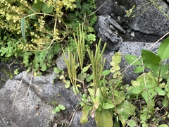 Arabis stelleri