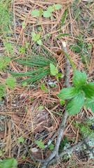 Aconitum septentrionale