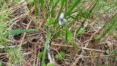 Viola epipsila