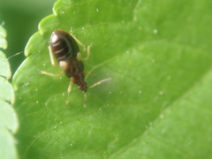 Anthocoris