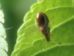 Anthocoris