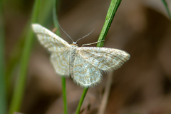 Idaea pallidata