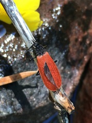 Macrolygistopterus rubripennis