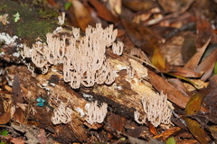 Artomyces austropiperatus