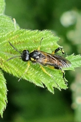 Macrophya montana