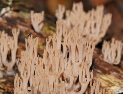 Artomyces austropiperatus