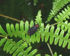 Pyrocoelia formosana