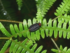 Pyrocoelia formosana