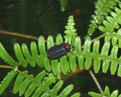 Pyrocoelia formosana