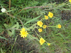 Senecio vernalis