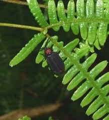 Pyrocoelia formosana