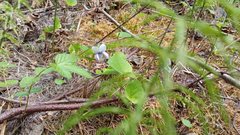 Viola epipsila