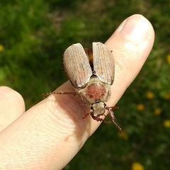 Melolontha hippocastani