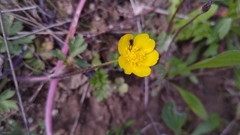 Ranunculus arvensis