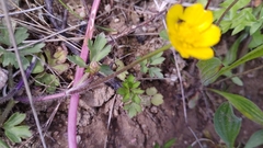 Ranunculus arvensis