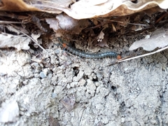 Scolopendra cingulata