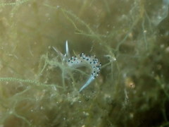 Caloria elegans