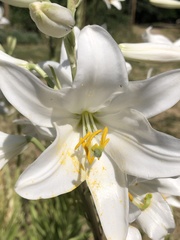 Lilium candidum