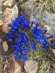 Gentiana brachyphylla brachyphylla