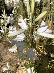 Lilium candidum
