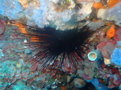 Centrostephanus longispinus