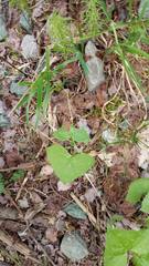 Parasenecio hastatus