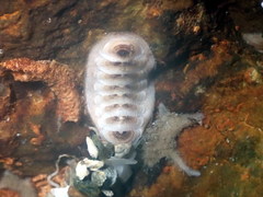 Lepidopleurus cajetanus
