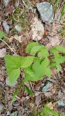 Parasenecio hastatus