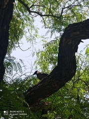 Corvus cornix