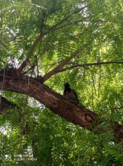 Corvus cornix