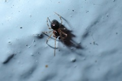 Paidiscura pallens