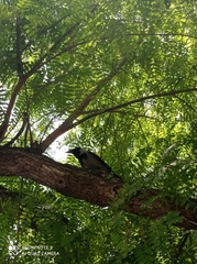 Corvus cornix