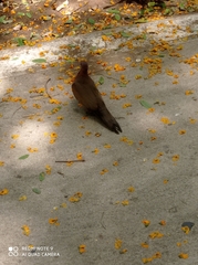 Streptopelia senegalensis