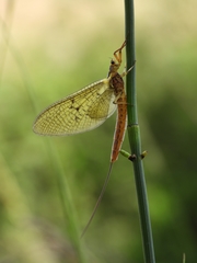 Ephemera vulgata