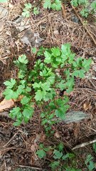 Ranunculus propinquus subborealis