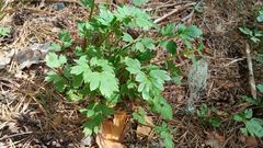 Ranunculus propinquus subborealis