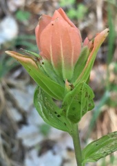 Castilleja nelsonii
