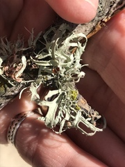 Ramalina leptocarpha