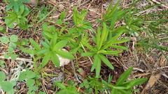 Trifolium lupinaster