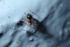 Paidiscura pallens