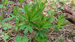 Trifolium lupinaster