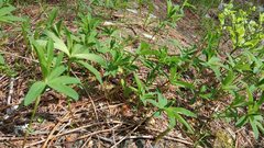 Trifolium lupinaster