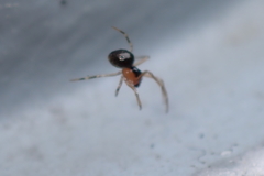 Paidiscura pallens
