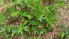 Trifolium lupinaster
