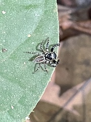 Kalcerrytus